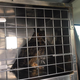 Illustration for article titled Owl Stuck In SUV Grille During 160-Mile Ride Should Be Fine
